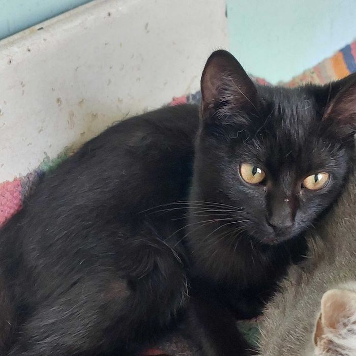 Чорна шоколадочка чекає на родину.