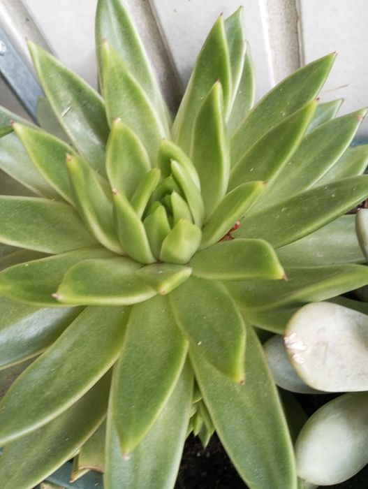 Suculentas disponíveis para entrega  1,50€ e2,50€