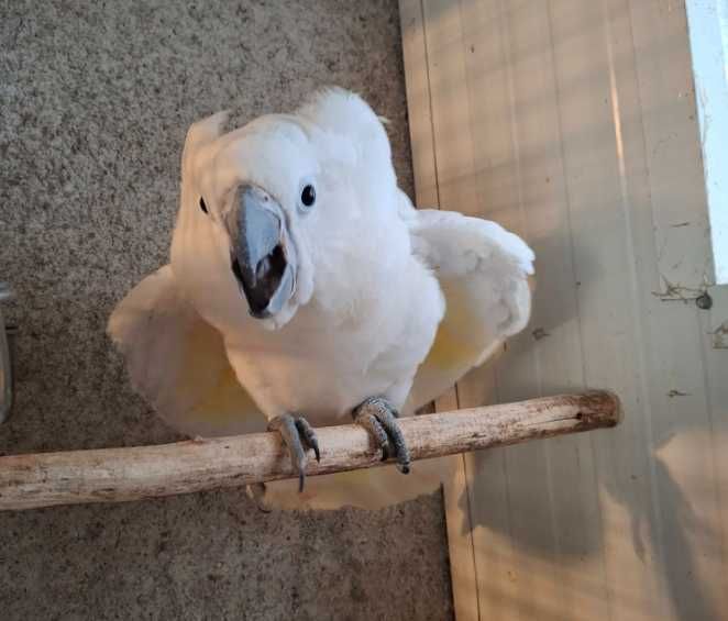 Catatua Alba macho