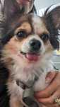 Chihuahua adulto de pelo comprido
