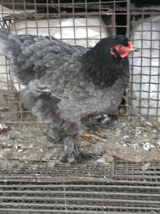 Інкубаційне яйце чистокровних курей породи Брама Блакитна.