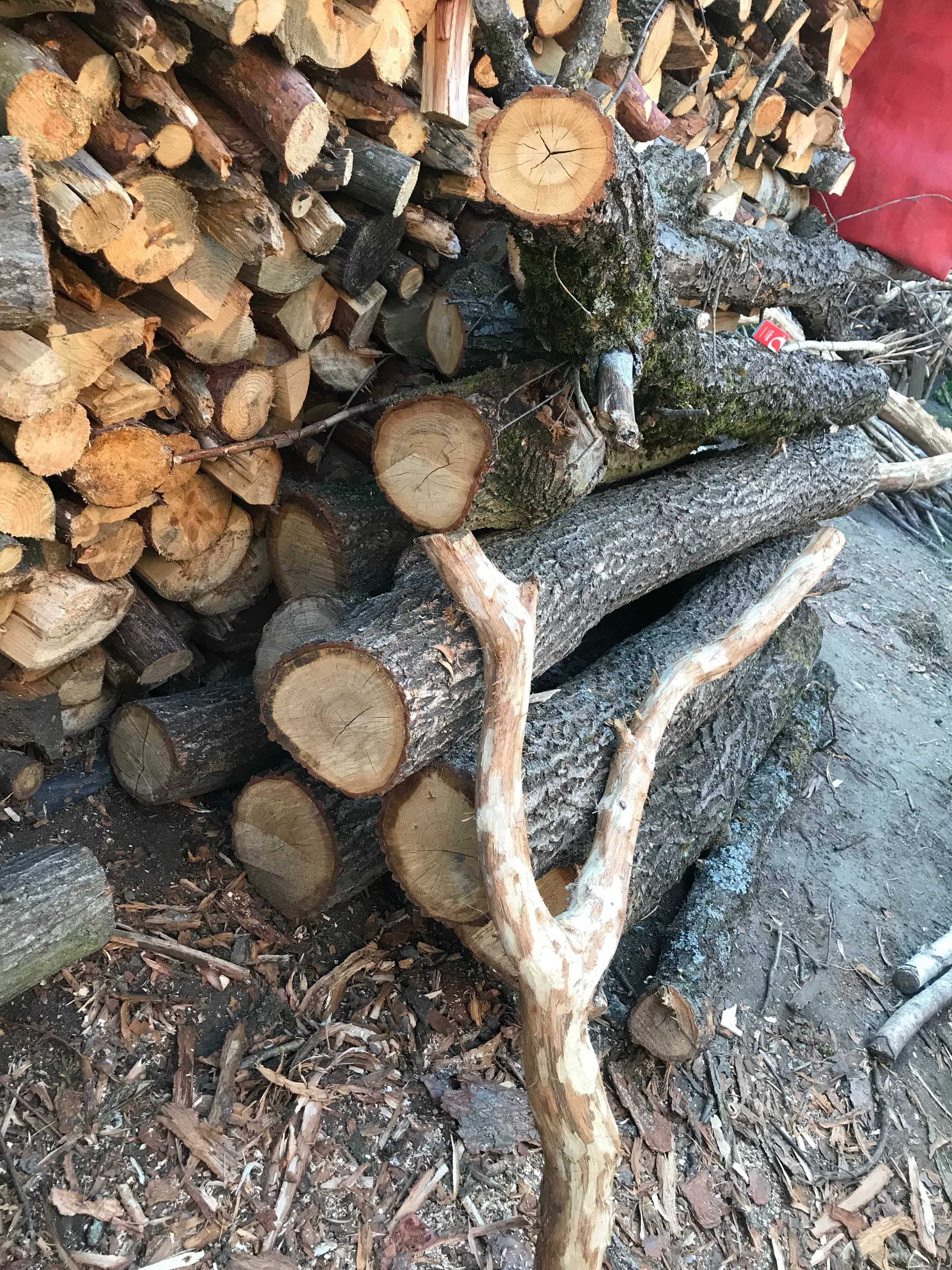 Drewno dębowe pnie gałęzie okorowane nieokorowane na meble ogrodowe