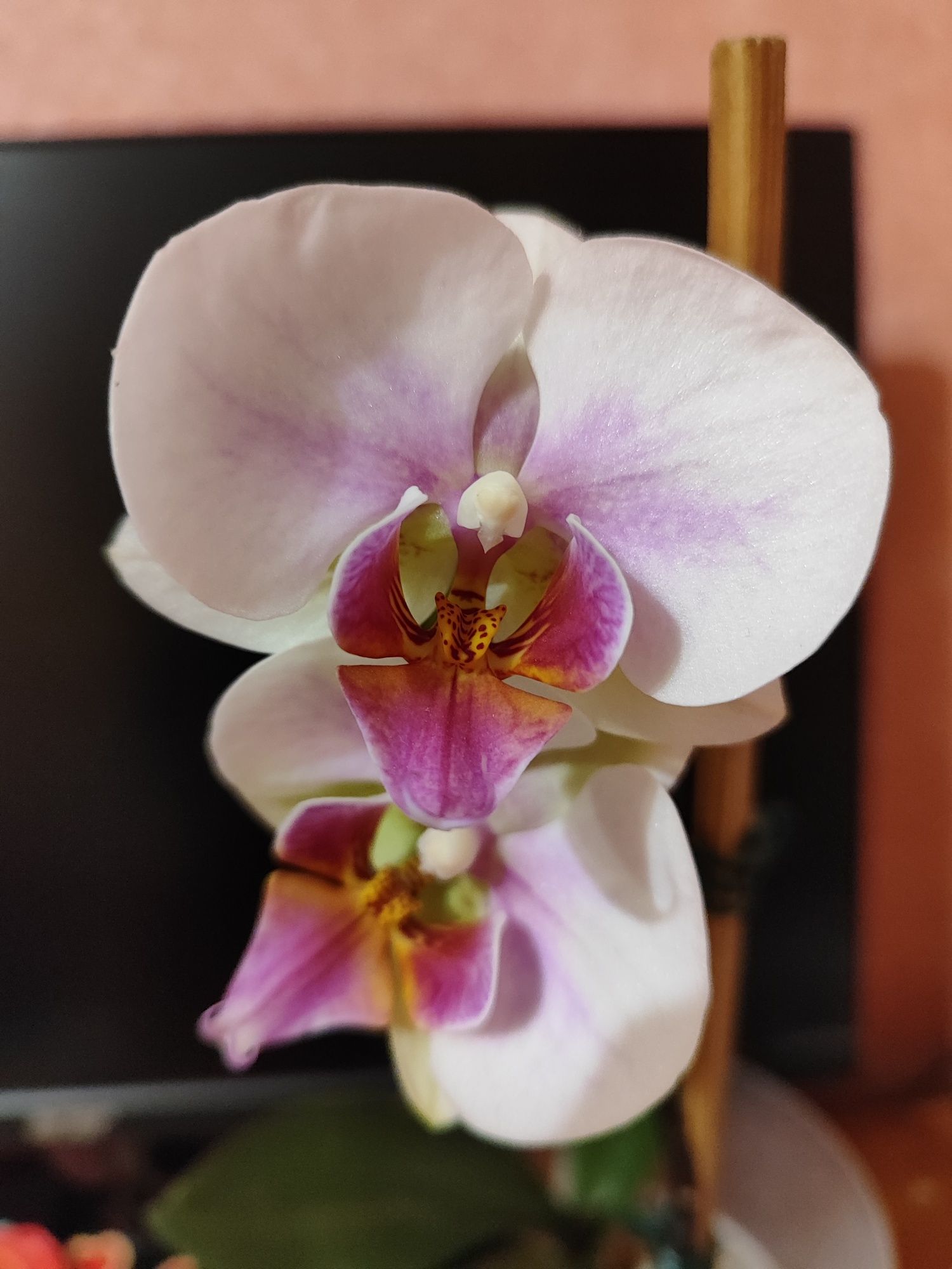 Молода орхідея мультифлора