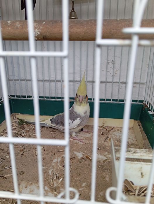 Caturra fêmea deste ano