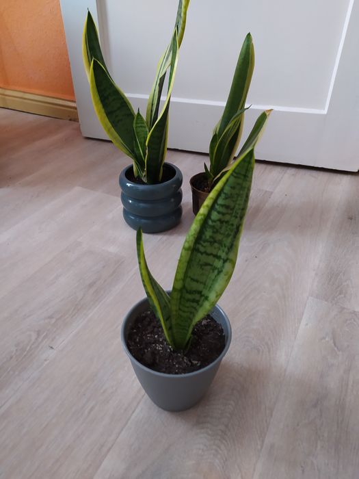 Szable ośle uszy wężownica sansewieria roślina doniczkowa
