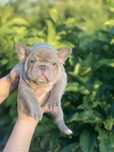 Неймовірний малюк Lilac French buldog