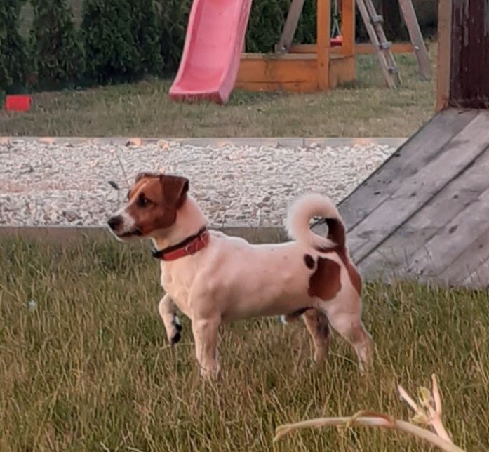 Jack Russell terrier z metryką i czipem