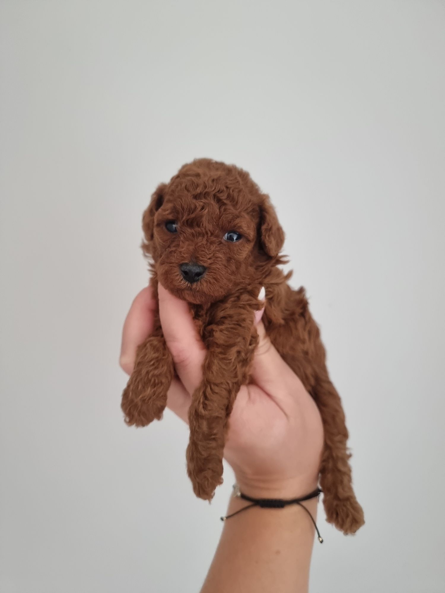 Pudel toy red suczka