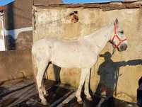 Vendo cavalo cruzado