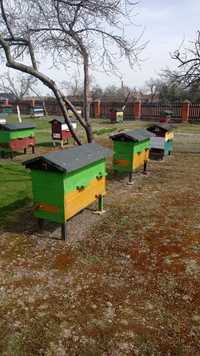 Ule warszawskie zwykłe z rodzinami pszczelimi Rozkopaczew