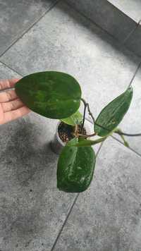 Hoya glabra rośnie