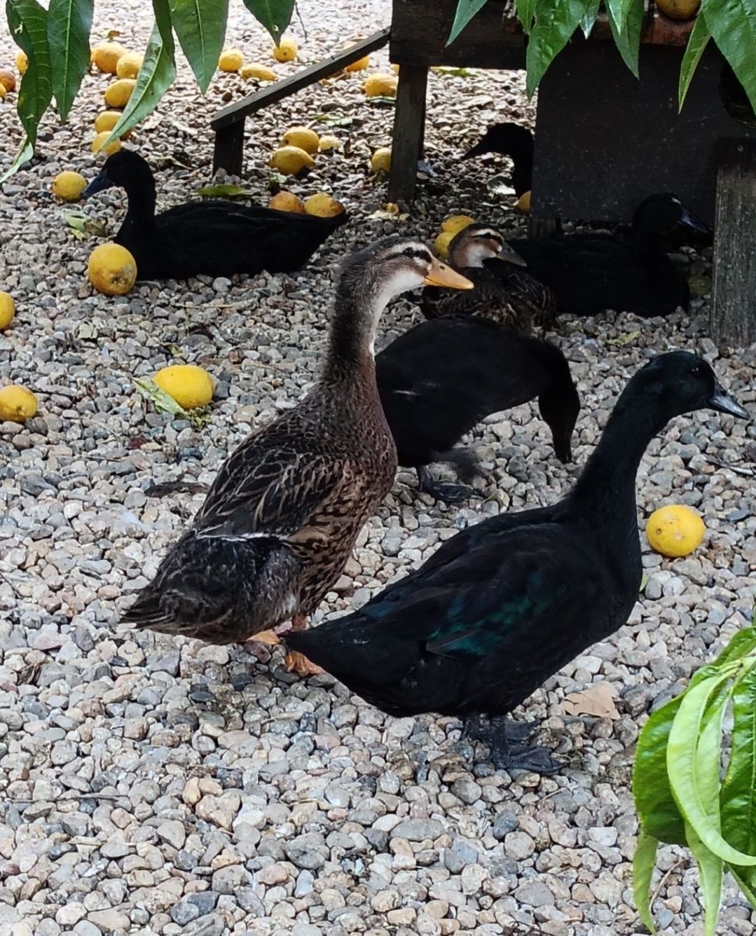 Patos Cayuga, Rouen e mandarins