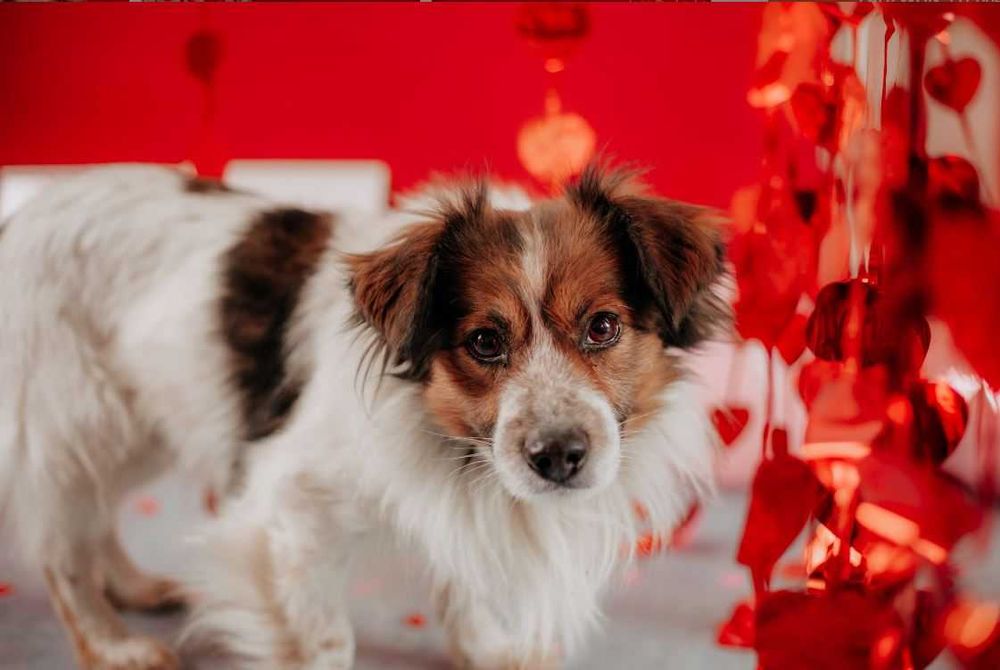 Delikatny, wrażliwy Fropek potrzebuje czasu i poczucia bezpieczeństwa