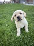 Szczeniak labrador