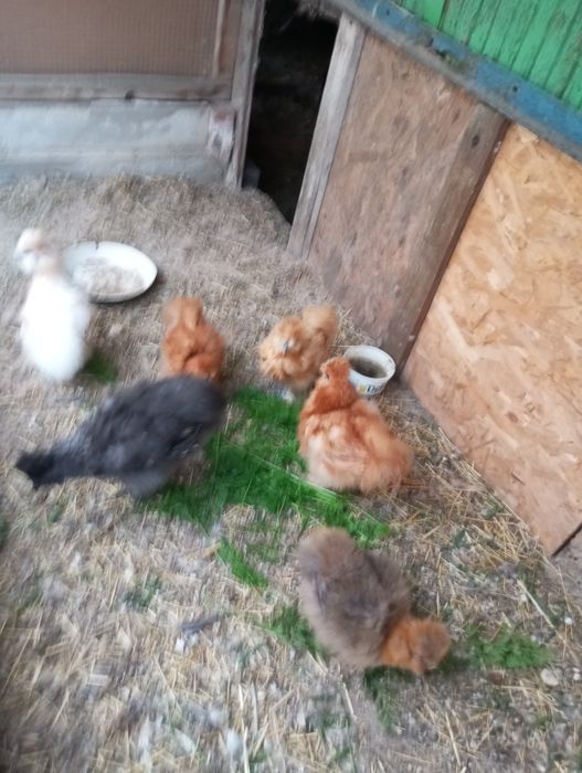 Kury karzełki i koguty liliputy.