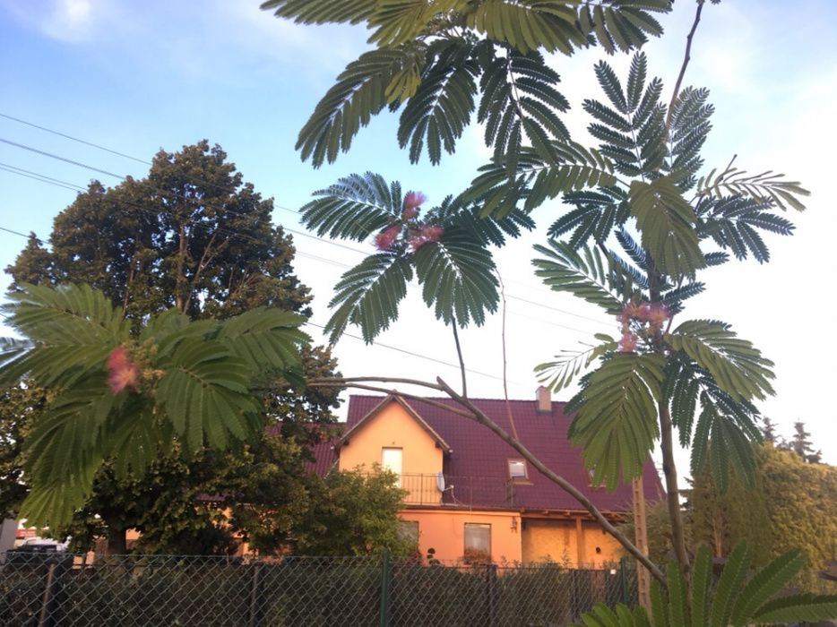 Albicja Albizia Julibrissin 3m+