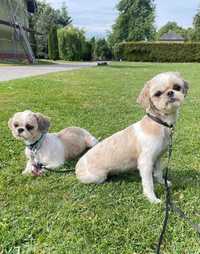 Masza, uratowana suczka shih tzu do adopcji