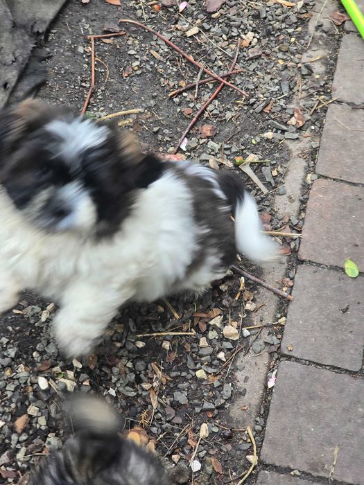 piesek shih tzu szuka nowego domu