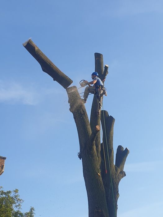 Ścinka, wycinka drzew trudnych, rębakowanie gałęzi, usuwanie pni