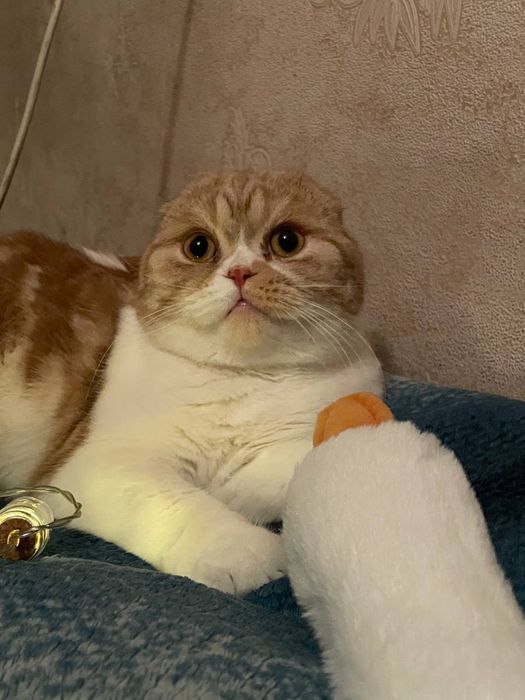 Шотландський висловухий ДАРОМ