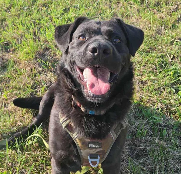 Duży samiec, czarny, spokojny, młody, 3lata