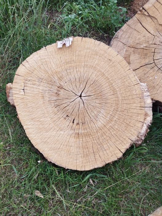 Sprzedam plastry dębowe