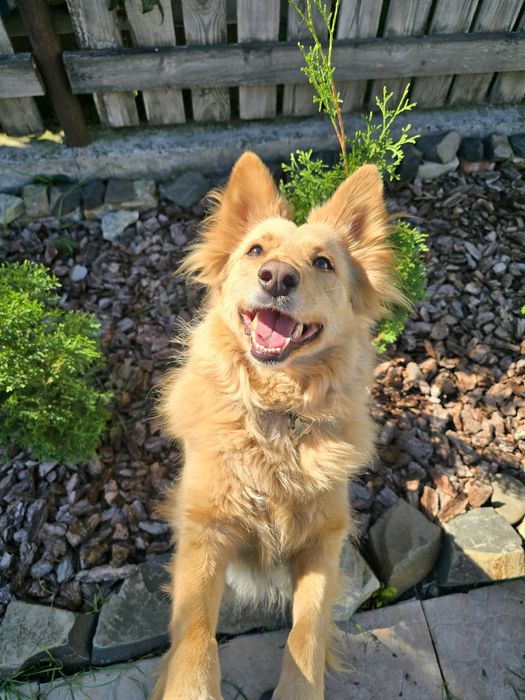 Готель для тварин перетримка зооготель