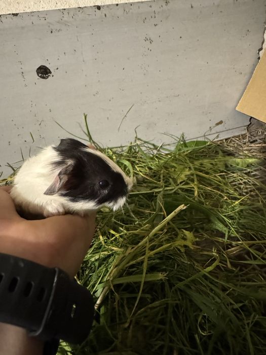 Świnki morskie Kawia