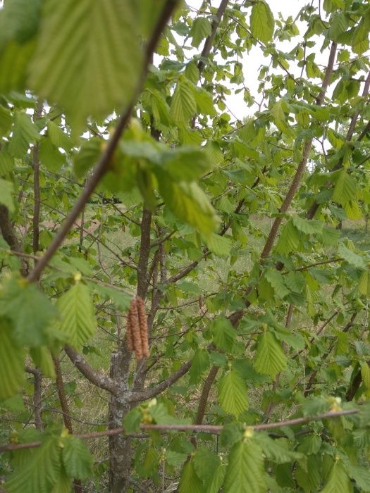 Саженцы лесной орех фундук молодые