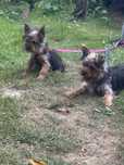 York yorki yorki yorki