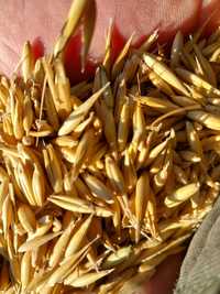 Owies jęczmień kukurydza pszenica pszenżyto zboże