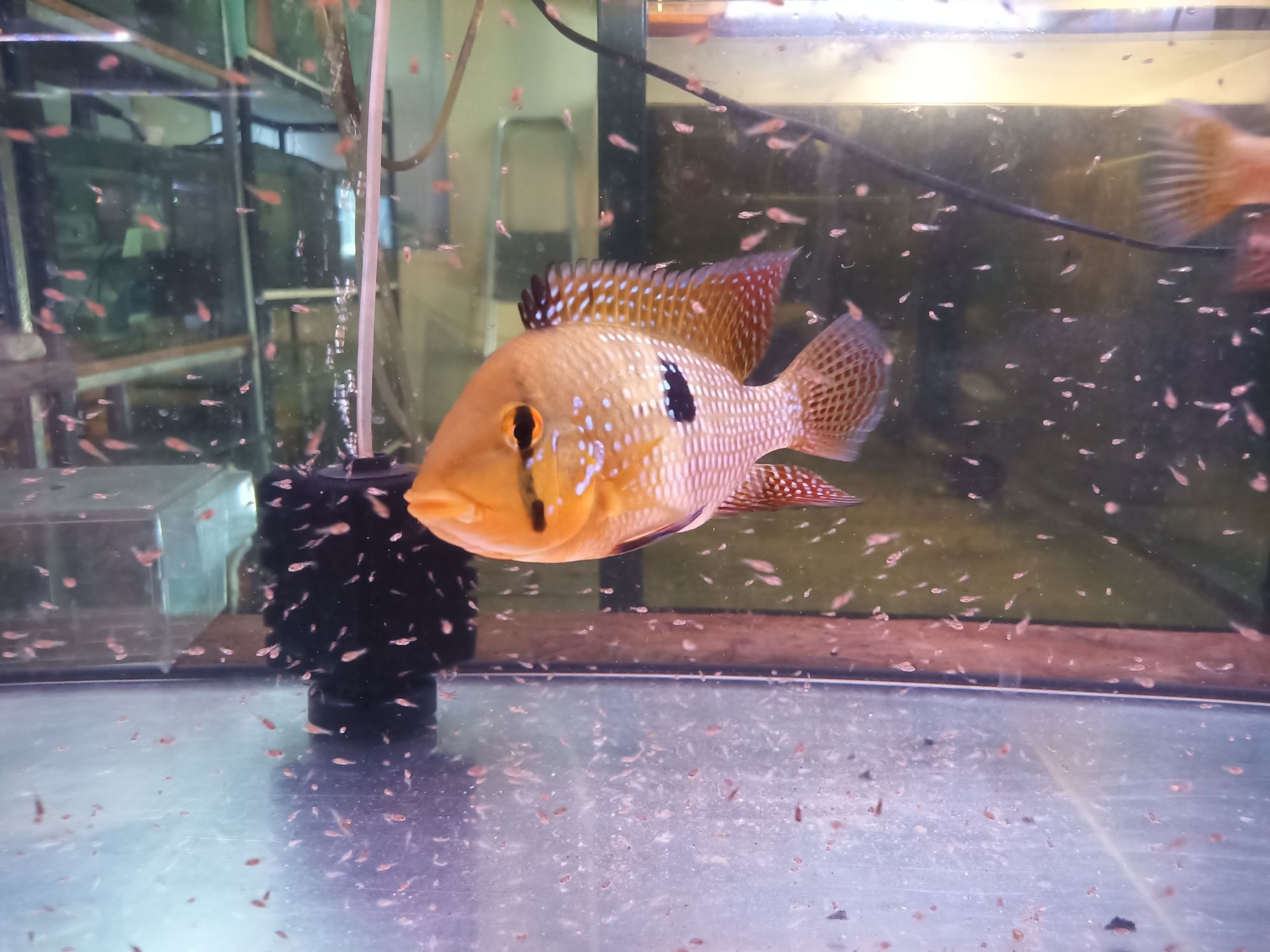Ziemiojad brazylijski geophagus brasilensis