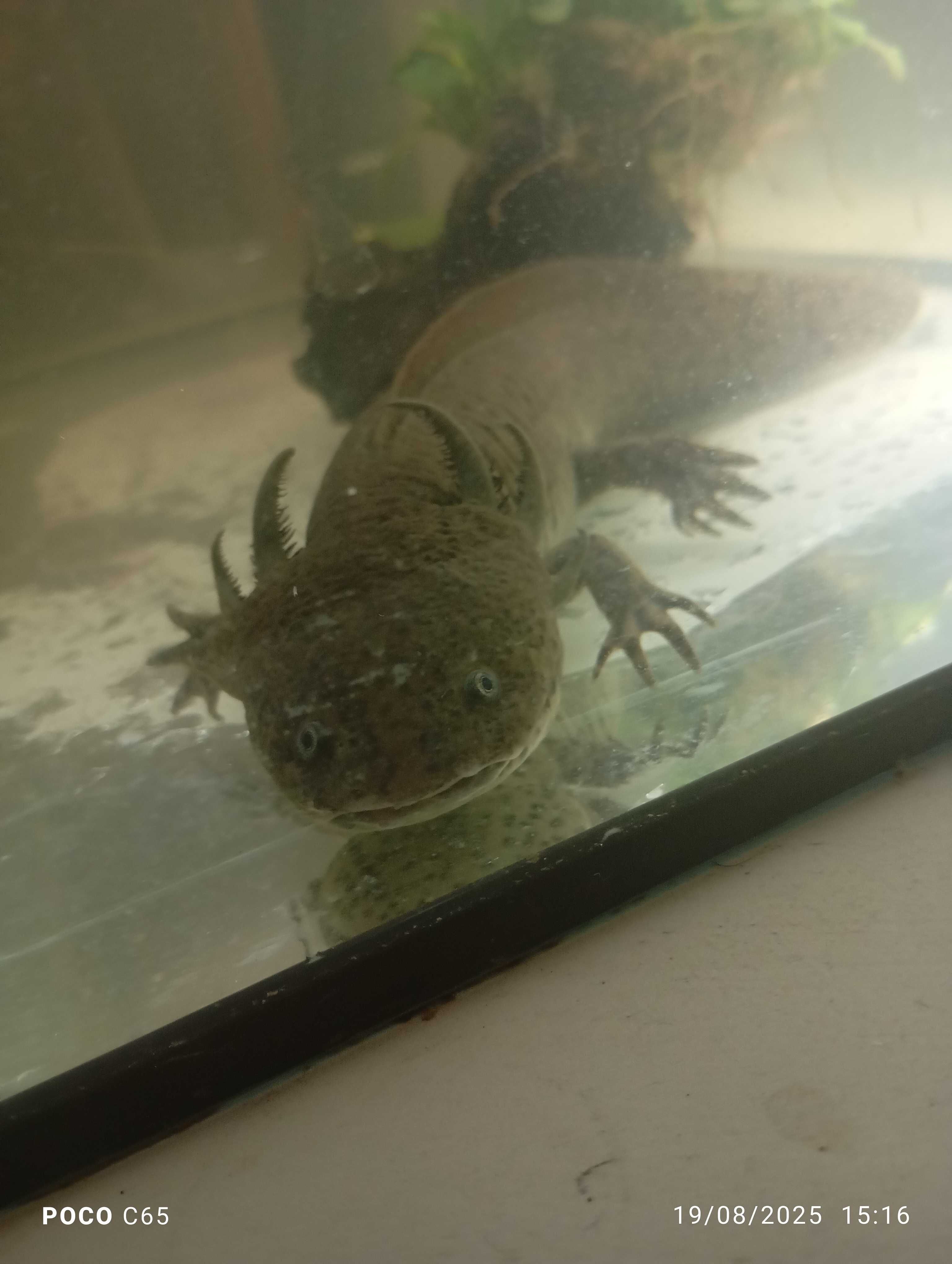 Vendo axolote 23 cm 1 ano de idade