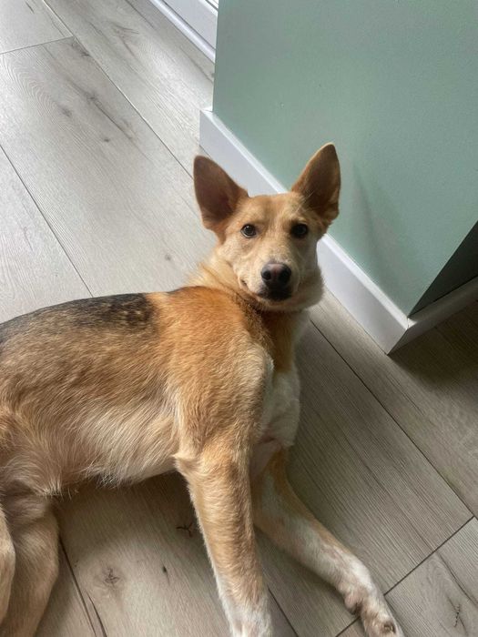 MIKO domowy, pełen życia i energii psiak szuka nowej rodzinki 2letni