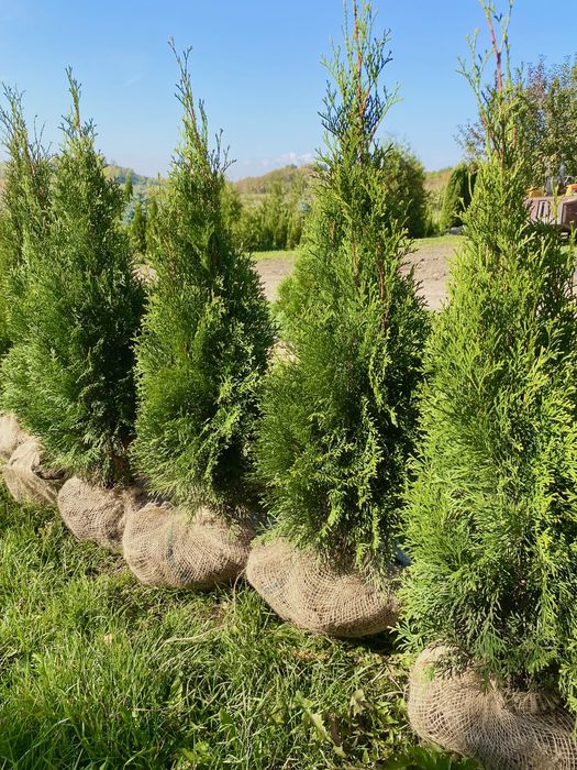 Piekna Tuja Szmaragd 90-100cm PRODUCENT | DOSTAWA | SADZENIE (110/120)