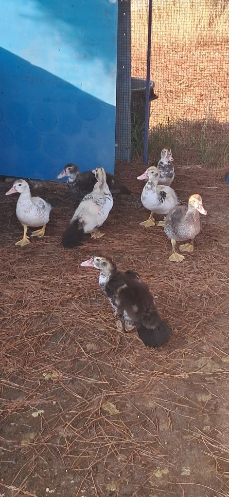Patos mudos p/ venda