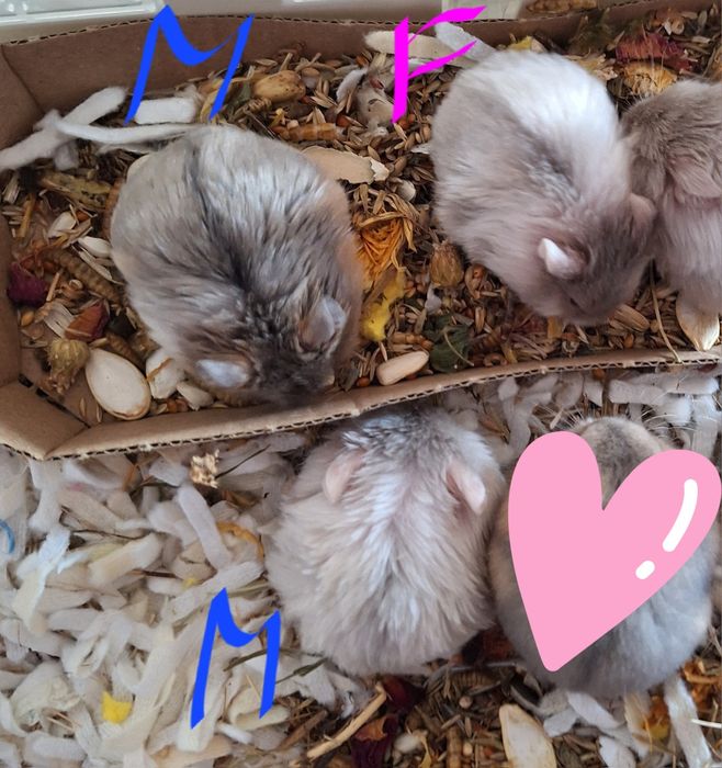 Chomiczki mlode zabajkanskie samce samica satynowe