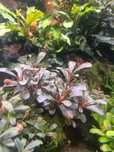 Bucephalandra Mini Cooper