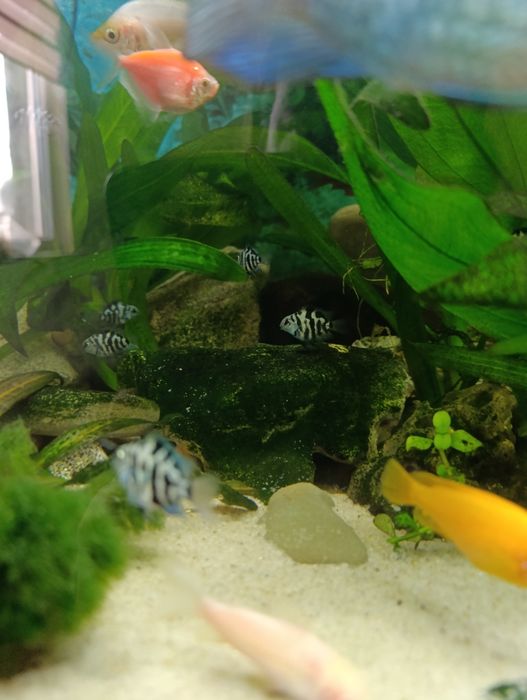 Сапфіровий папуга