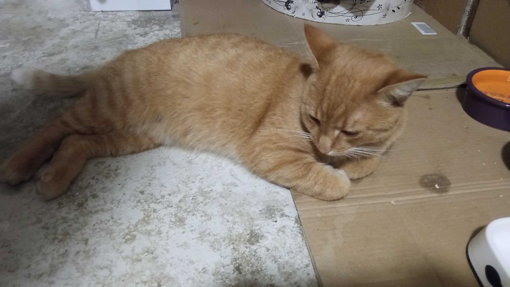 Znaleziony kot "rudzielec"