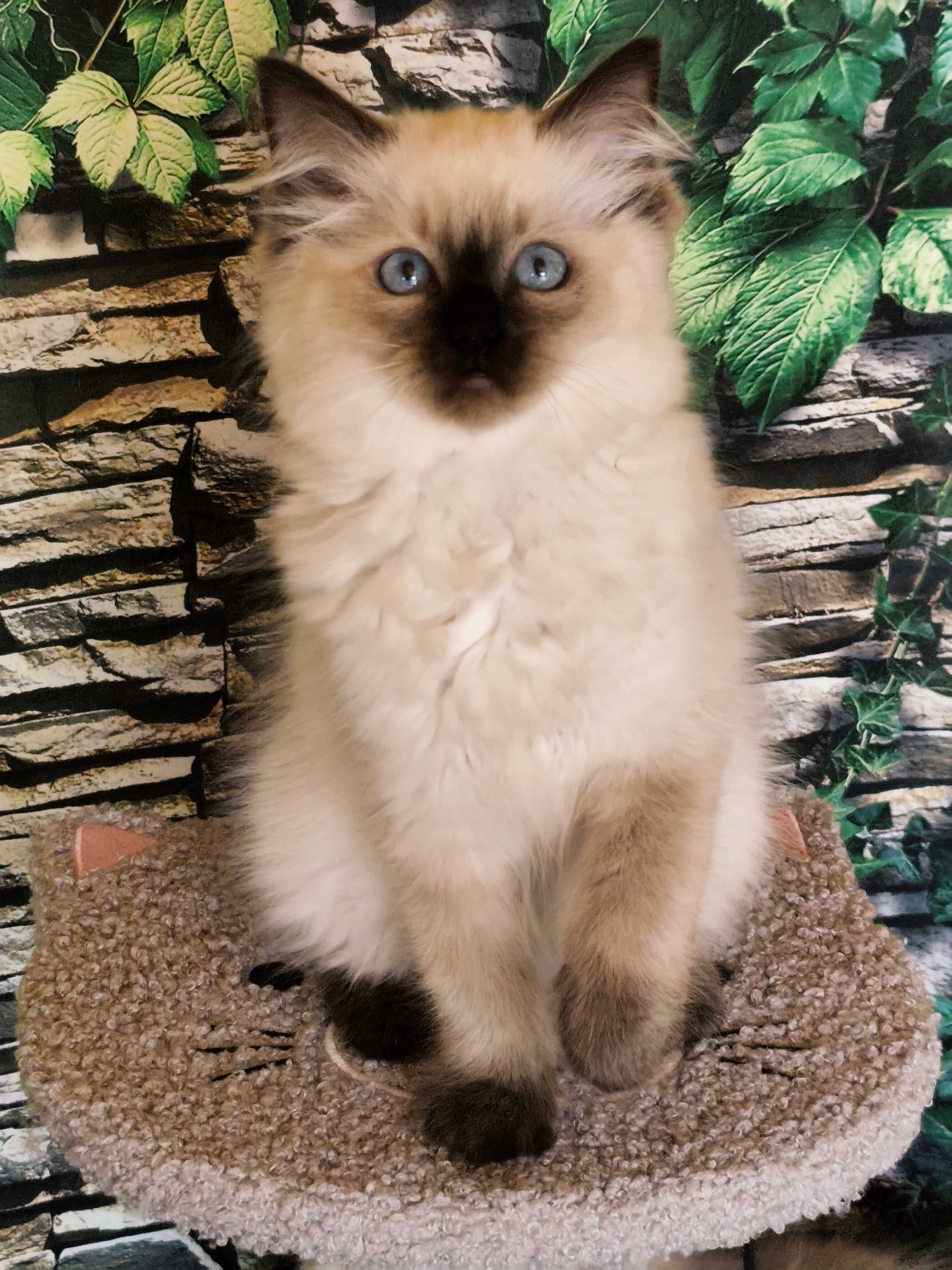 Ragdoll Kotka rodowód międzynarodowy FPL