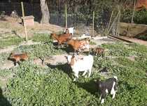 Cabrito e cabra anã