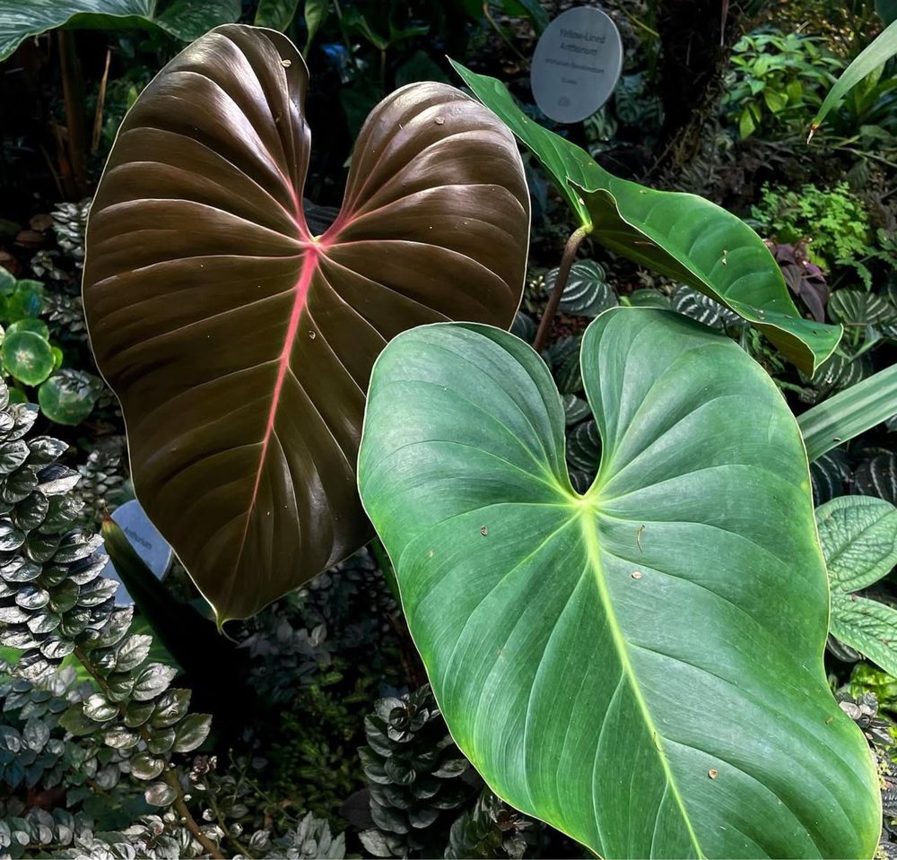 Philodendron lynamii | Філодендрон линамі
