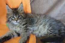 kotka MAINE COON - - rodowód FPL - GOTOWA