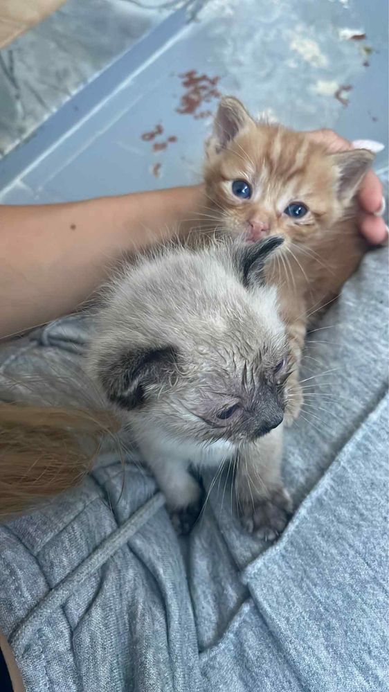 Gatinhos bebes para adoção