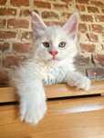 Maine Coon kocurek,  srebro - krem, opcja