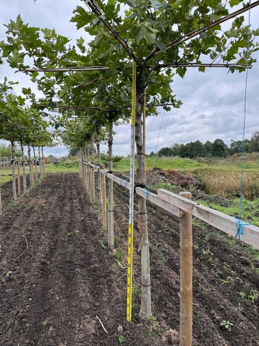 Platan klonolistny dach 20-25, 25-30 cm