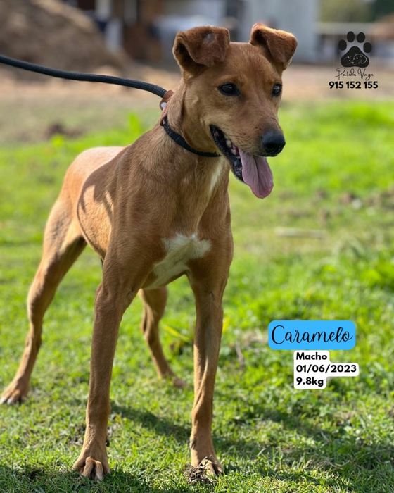 Cao para adoção ( Caramelo)