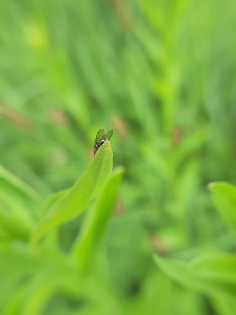 Объектив Macro линза + fish-eye (макролинза + рыбий глаз) (фишай)