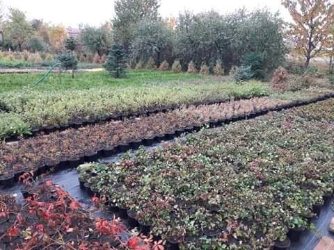 Bluszcz hedera w doniczkach -Dobiegniew